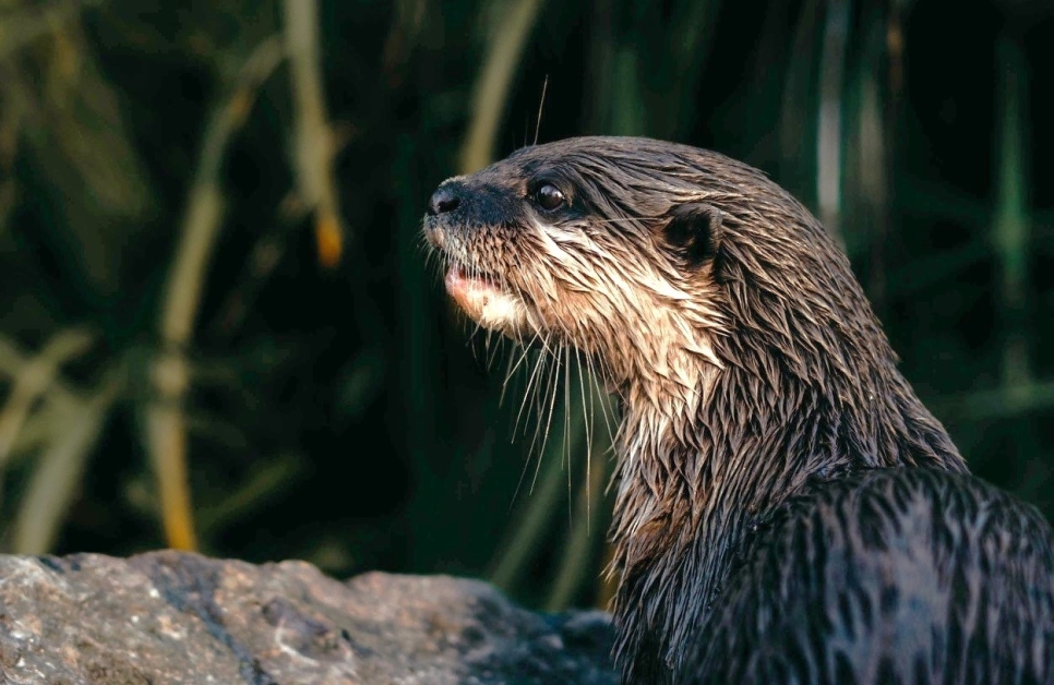 WWT Slimbridge Wins 'Best Animal Attraction'